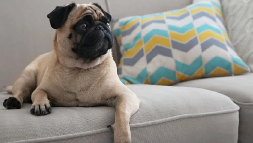 Celisa & Yorkville Ambientes Planejados